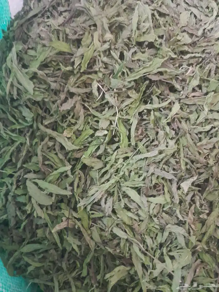 نعناع مغربي عقده 1