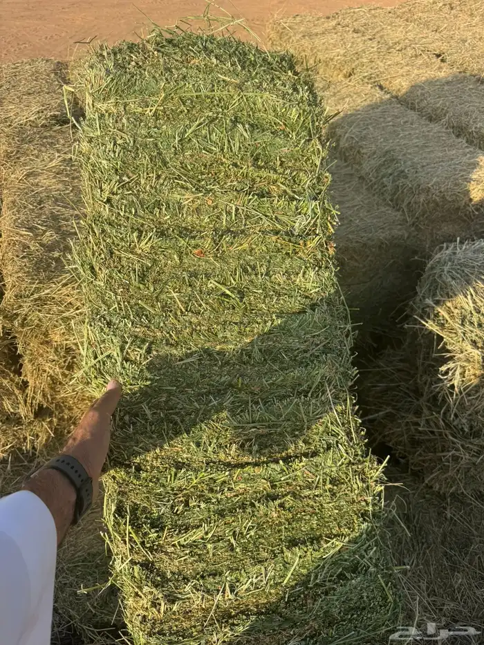 برسيم اعلاف جندير 0