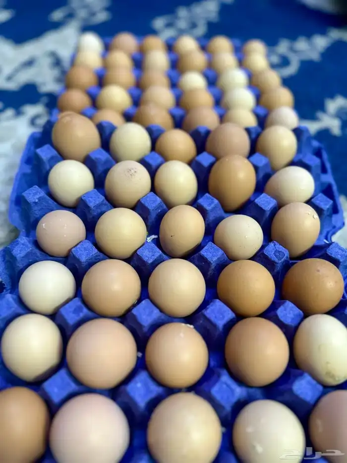 بيض للإكل فقط EGGS 2
