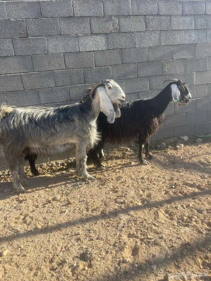 معزا للبيع 2