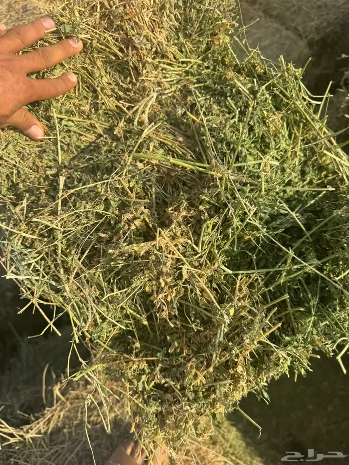 برسيم اعلاف جندير 1