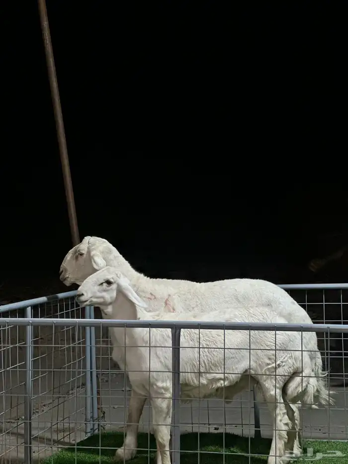 عرض الفحل ونتاجه 10