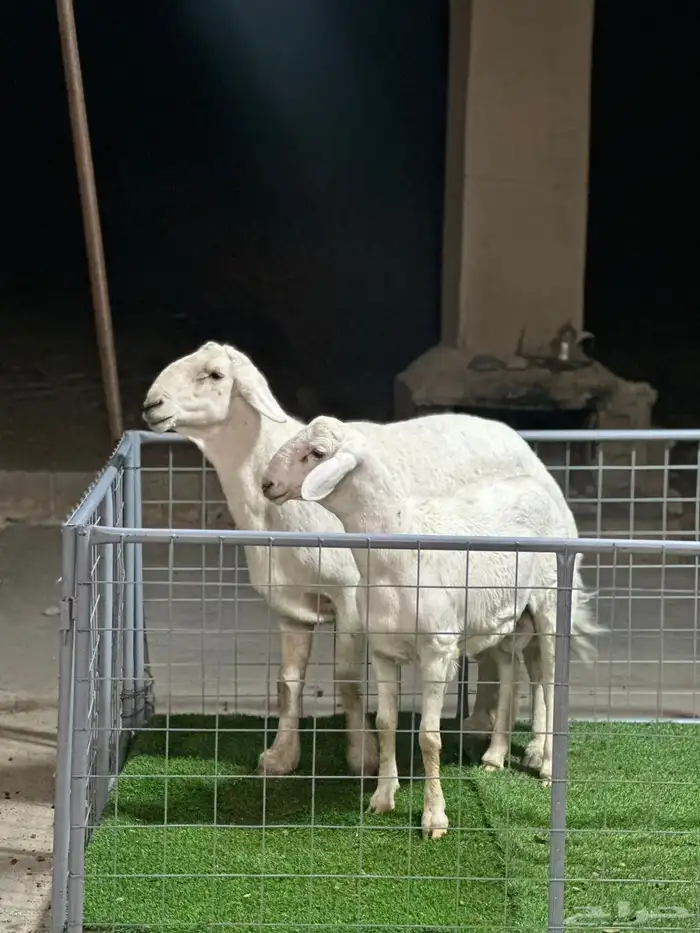 عرض الفحل ونتاجه 4