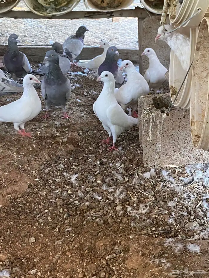 حمام سلفر سوبر جامبو وحمام فرنسي جامبو 5