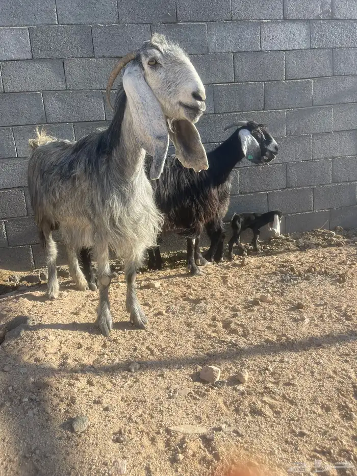 معزا للبيع 1