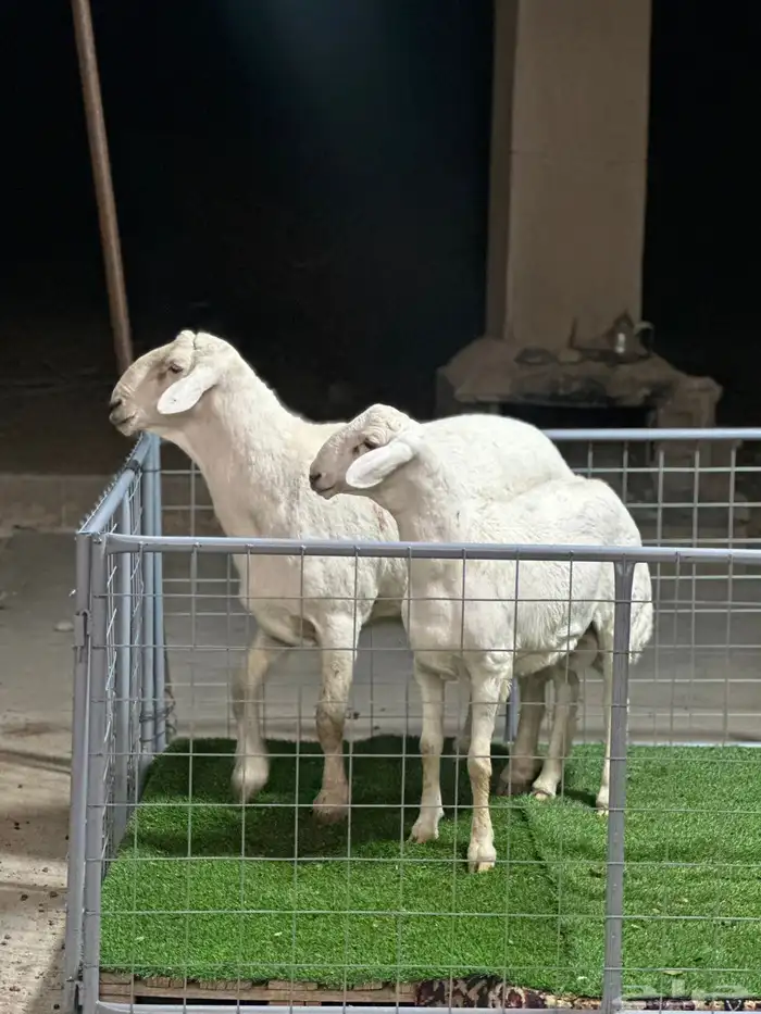 عرض الفحل ونتاجه 2