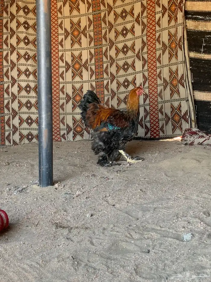 ديك براهما سود 2