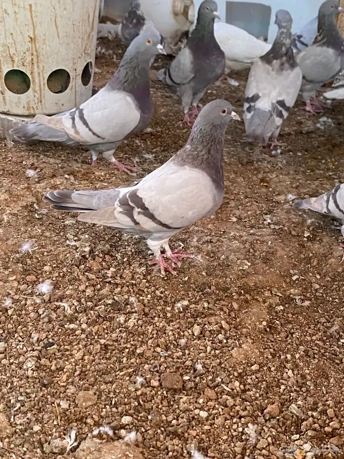 حمام سلفر سوبر جامبو وحمام فرنسي جامبو 2