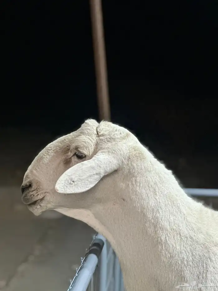 عرض الفحل ونتاجه 6