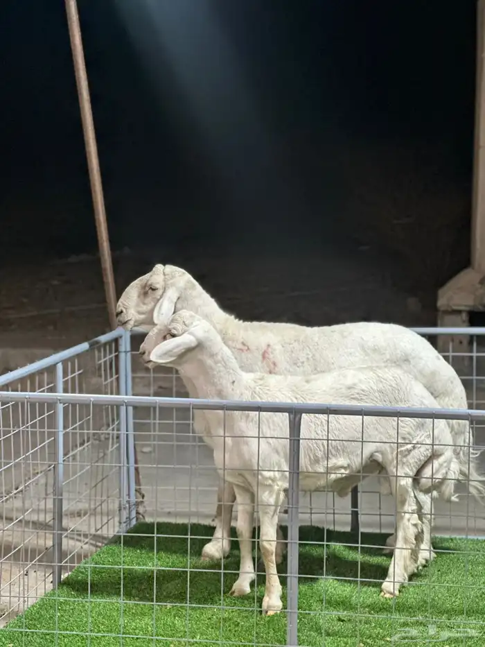 عرض الفحل ونتاجه 3