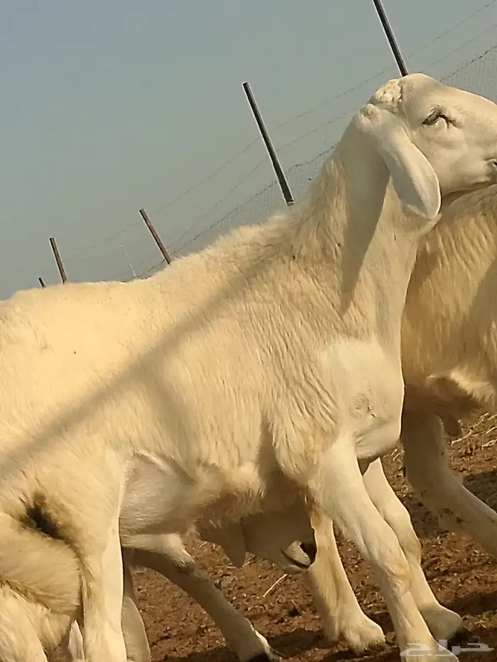 خروف مشروع فحل 3