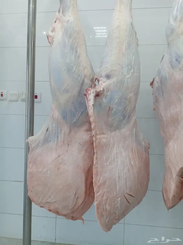 حشو ف اخر وحريات وتيوس ذبح يومي 0