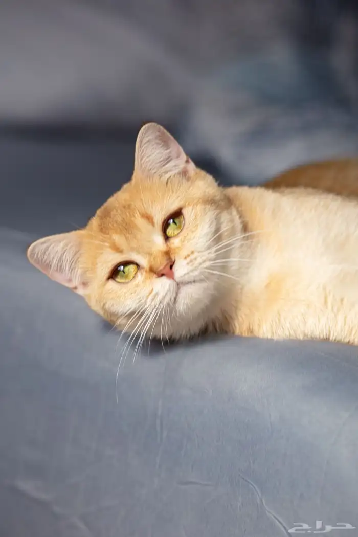 قطة سكوتش ستريت منتجه 1