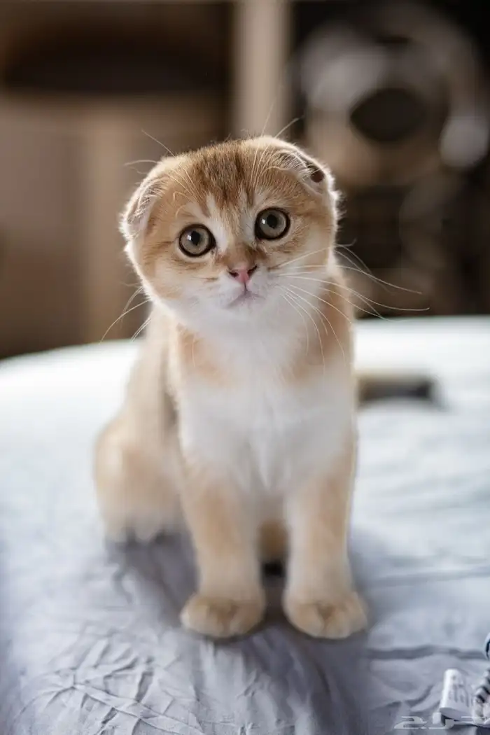 قطة سكوتش ستريت منتجه 14