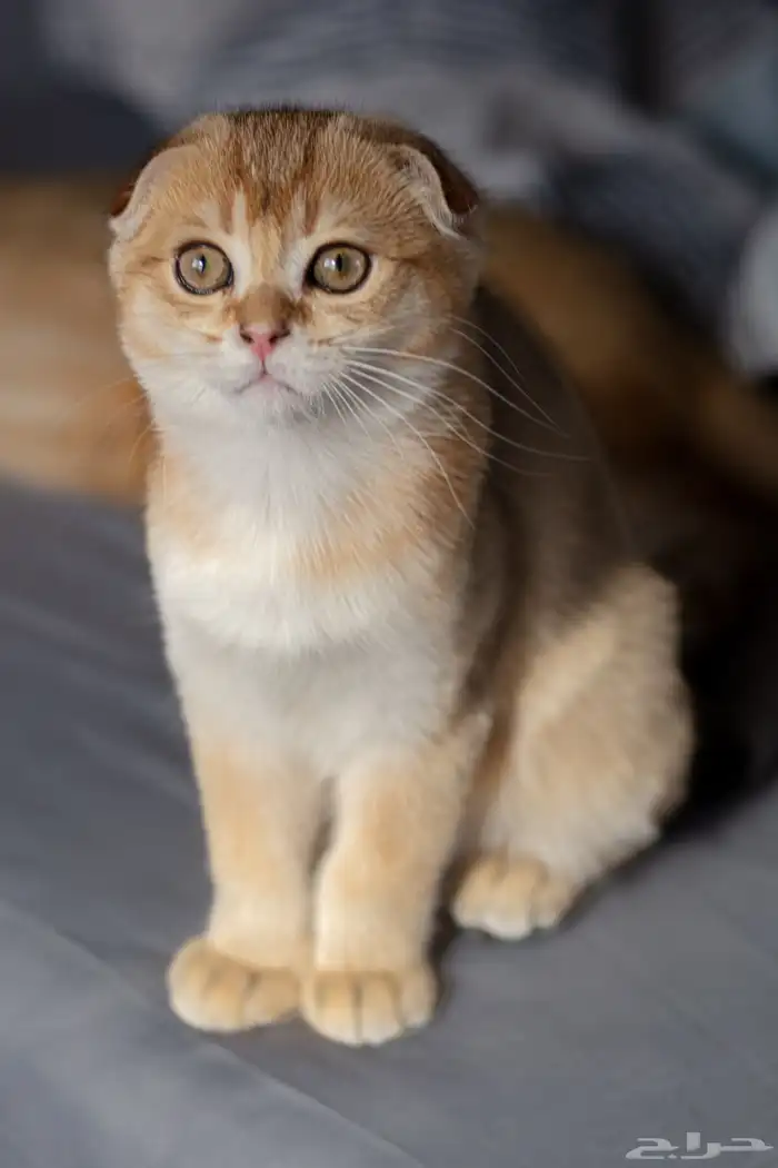 قطط سكوتش فولد 4