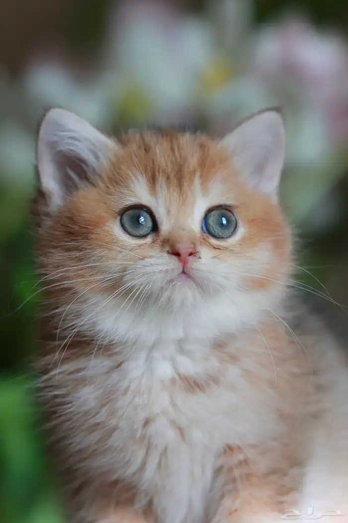 كتن سكوتش قولد و قولد تايجر فولد و ستريت 5