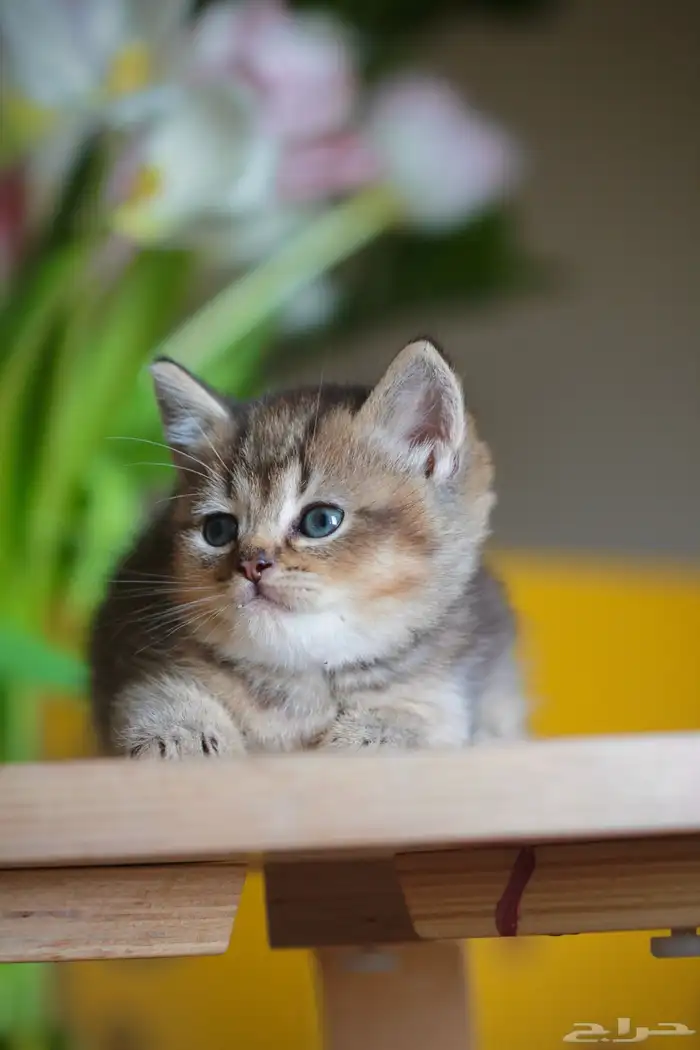 كتن سكوتش قولد و قولد تايجر فولد و ستريت 4