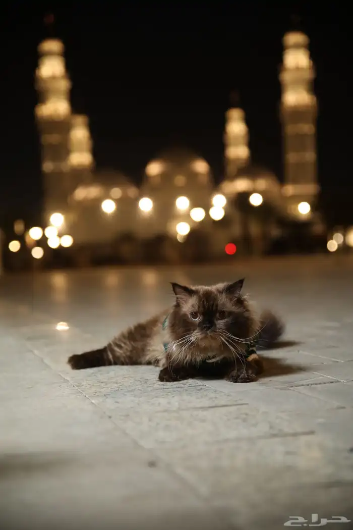 قط لي التبني 0