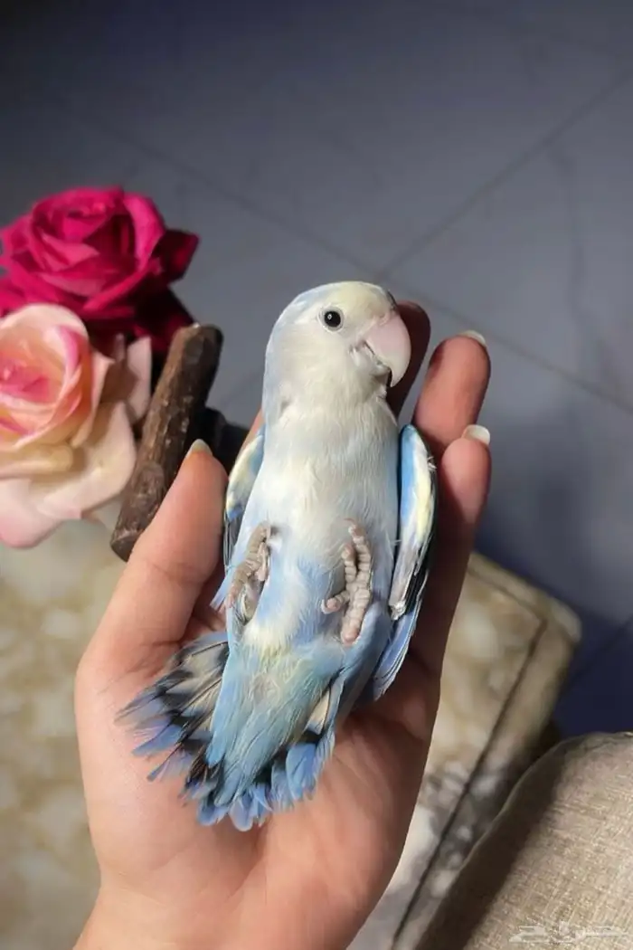 ببغاء روز 0