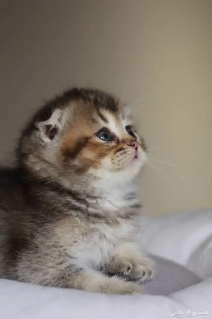 كتن سكوتش قولد و قولد تايجر فولد و ستريت 14