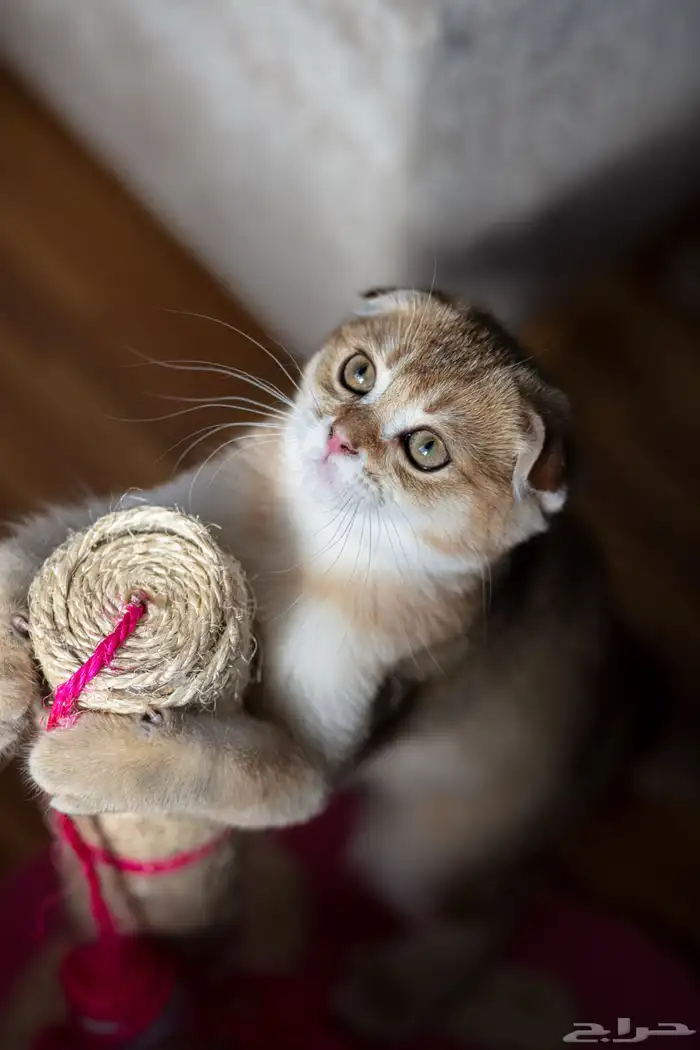 قطة سكوتش ستريت منتجه 8