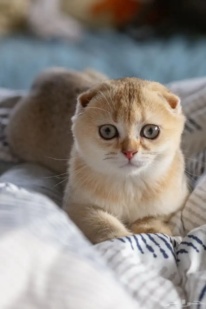 قطة سكوتش ستريت منتجه 6