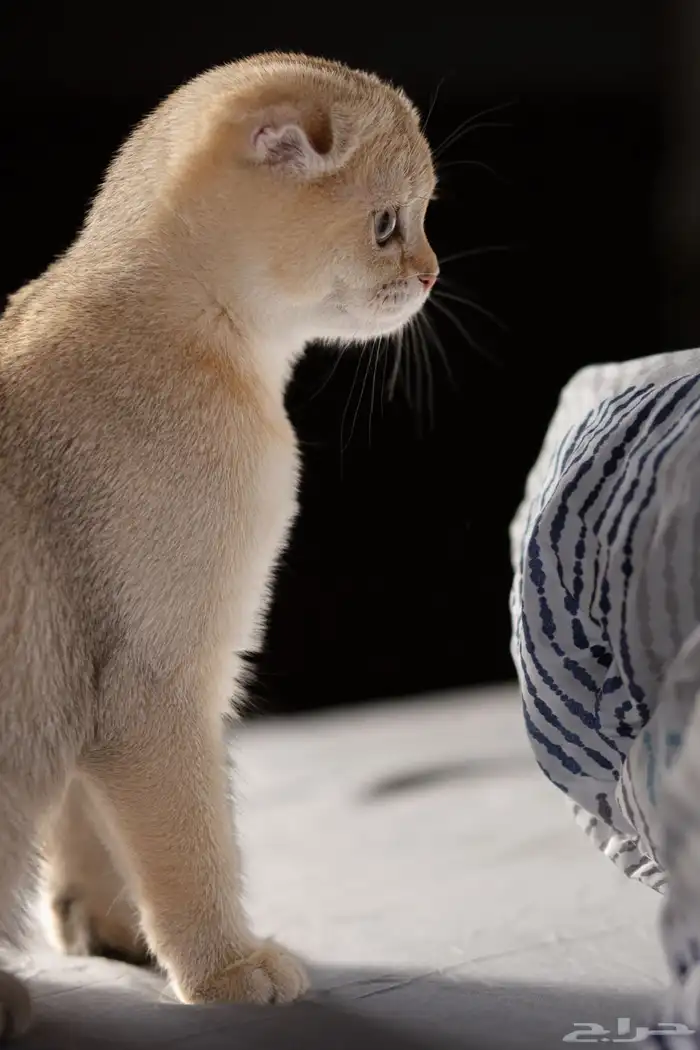 قطة سكوتش ستريت منتجه 7