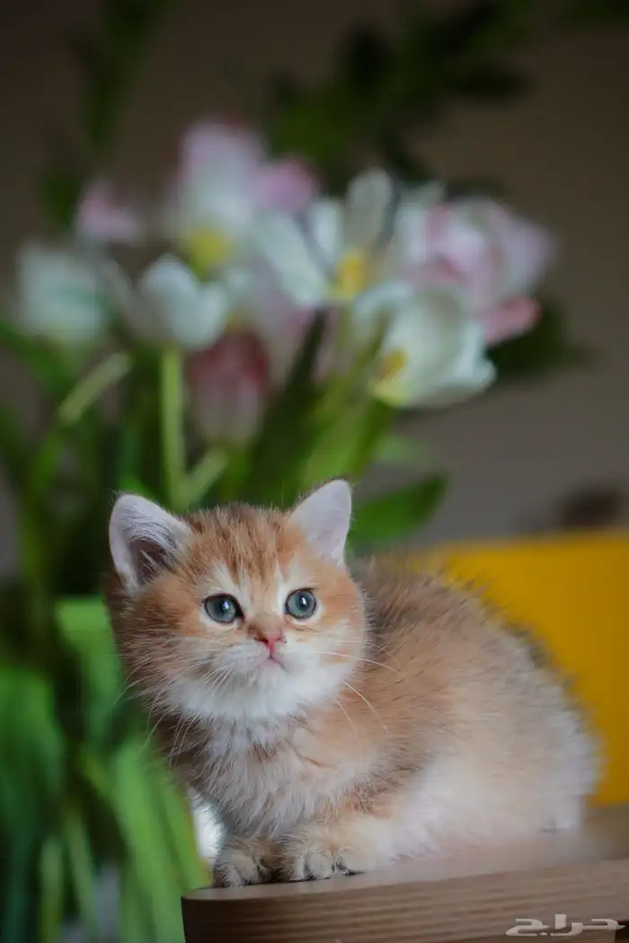 كتن سكوتش قولد و قولد تايجر فولد و ستريت 7