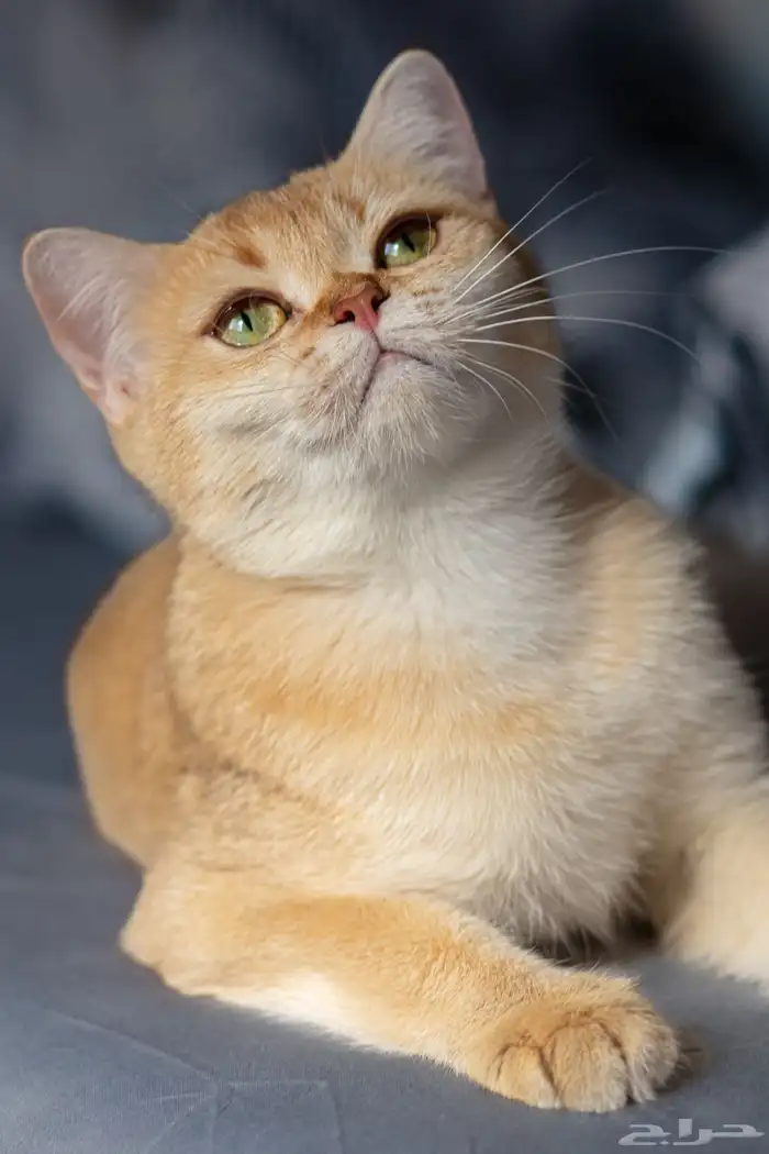 قطة سكوتش ستريت منتجه 0