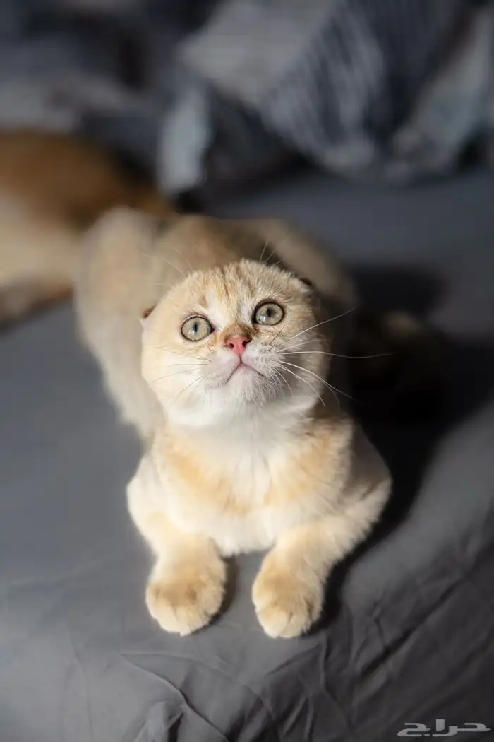 قطط سكوتش فولد 1