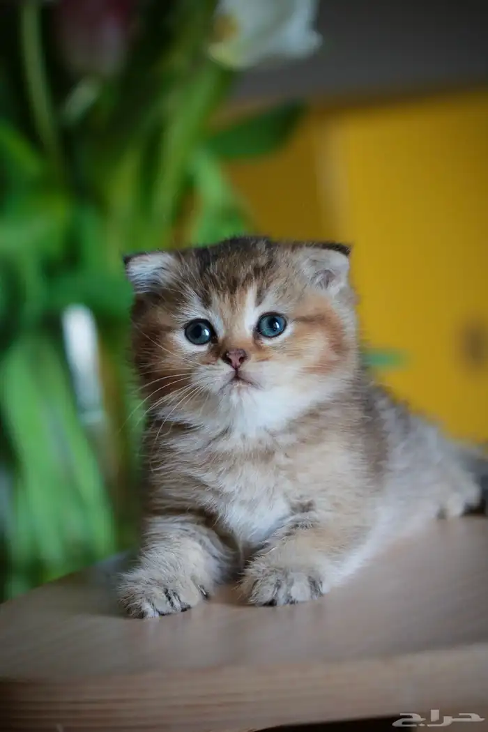 كتن سكوتش قولد و قولد تايجر فولد و ستريت 9