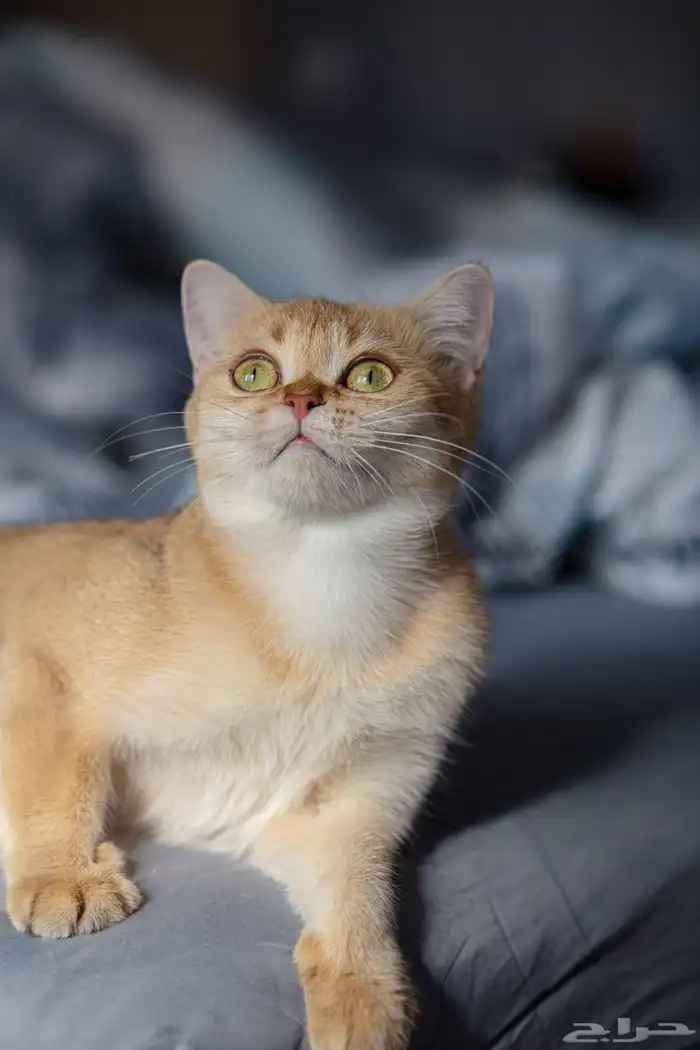 قطة سكوتش ستريت منتجه 2