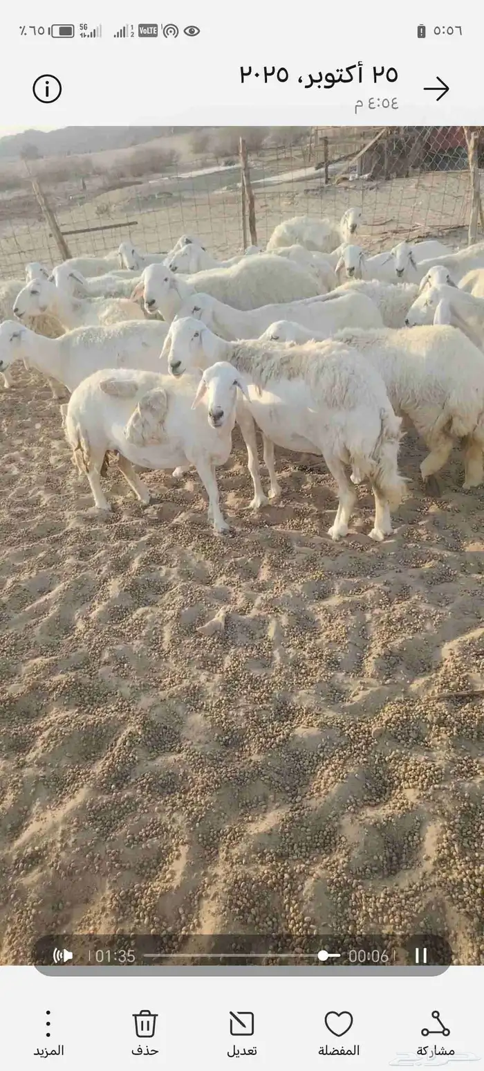 غنم حريه 26 كلهم لي البيع 4