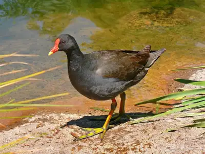 دجاج الماء 0