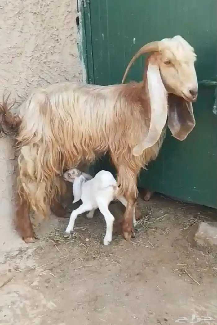 عنز مصريه تحتها تيس تم البيع 2