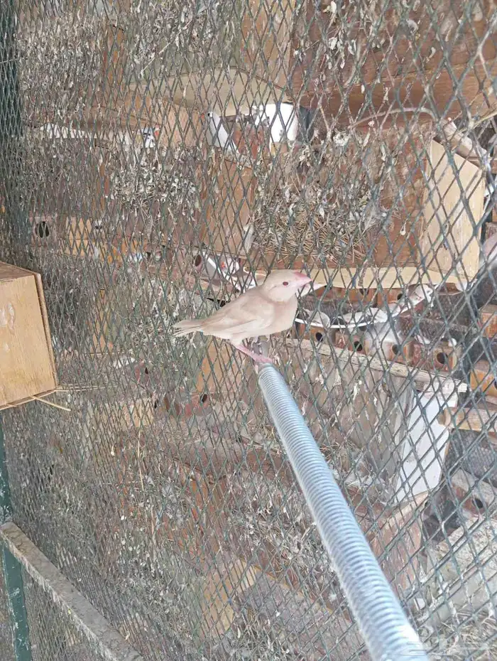 عشه جاوا كريمي 3