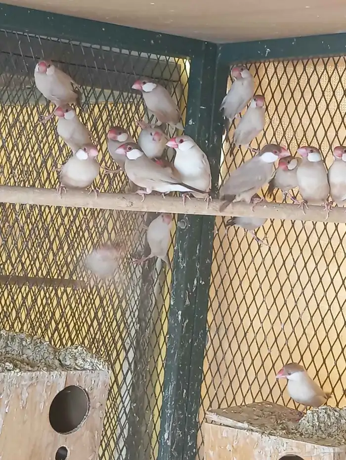 عشه جاوا كريمي 5