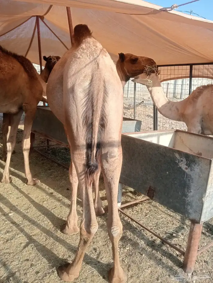 قعدان تربيه 3 شهور 2
