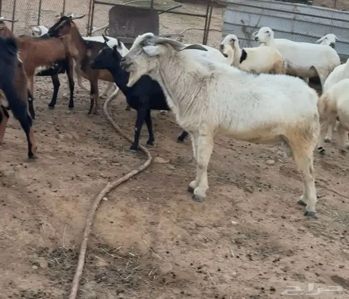 للبيع تيس فحل 1