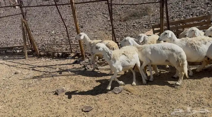 رخال حريات حرش 4