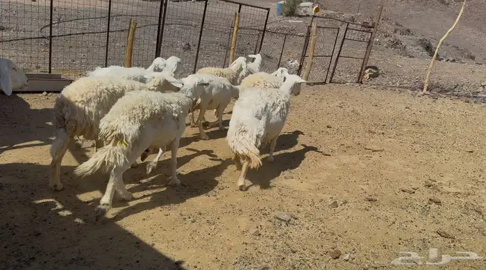 رخال حريات حرش 0