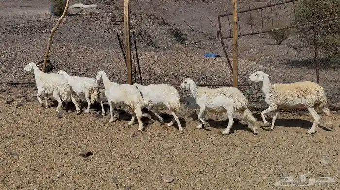 رخال حريات حرش 6