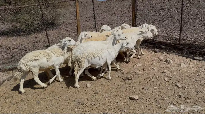 رخال حريات حرش 3