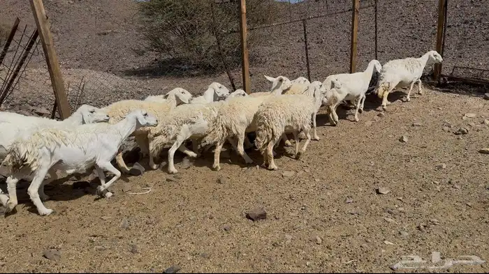 رخال حريات حرش 2