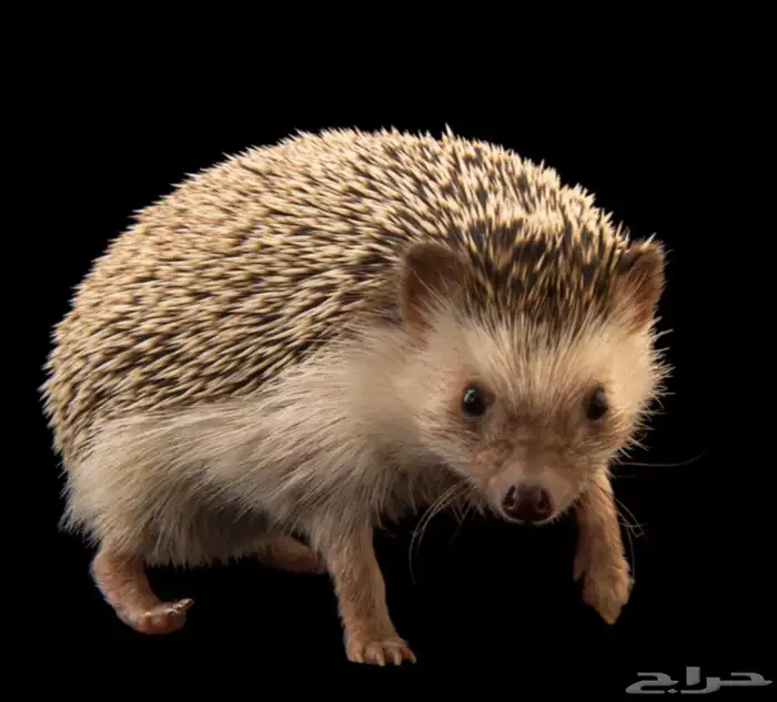 القنفد البيع 0