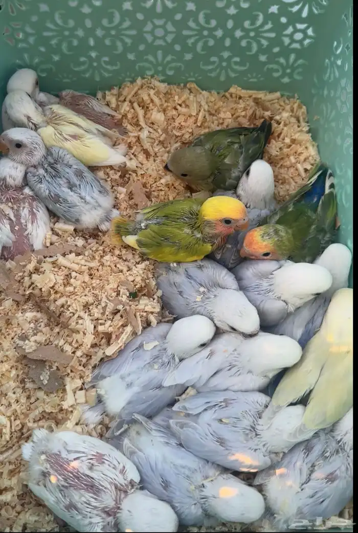 فروخ روز متنوعه ومميزة وجميلة 0