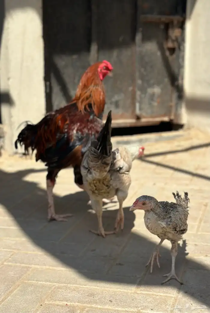 ديك ودجاجة 1