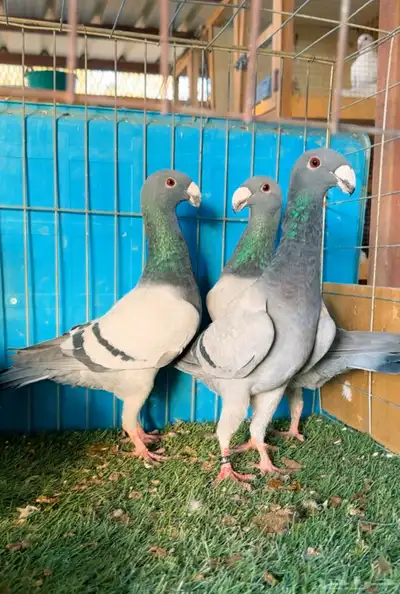 مجموعة هوامر فاخره index