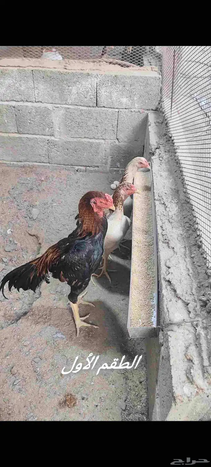 دجاج شامو ياباني 0