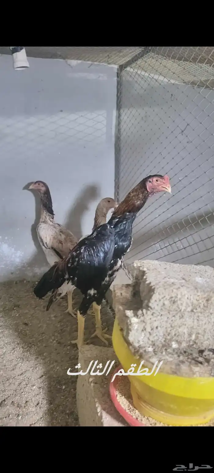 دجاج شامو ياباني 5